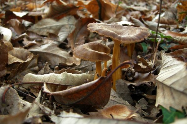 Quel est donc ce champignon ? – Saint Brevin les pins