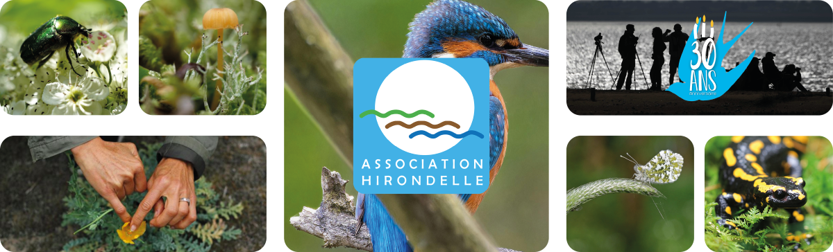 ASSOCIATION HIRONDELLE